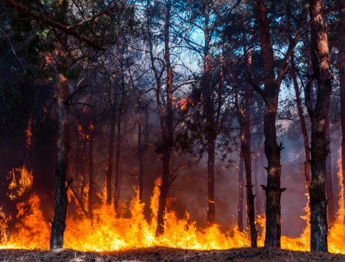 A Raging Bushfire